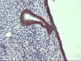 IHC of paraffin-embedded Human endometrium tissue using anti-C4orf22 mouse monoclonal antibody.