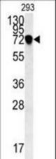 C4orf31 Antibody western blot of 293 cell line lysates (35 ug/lane). The C4orf31 antibody detected the C4orf31 protein (arrow).