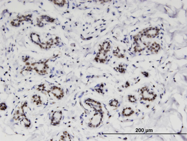 Immunoperoxidase of monoclonal antibody to C4orf43 on formalin-fixed paraffin-embedded human breast. [antibody concentration 3 ug/ml]