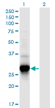 Western blot of C4orf43 expression in transfected 293T cell line by C4orf43 monoclonal antibody (M08), clone 4A6.