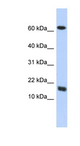 C4orf46 antibody LS-C102402 Western blot of Transfected 293T cell lysate.