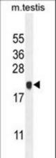 C4orf46 Antibody western blot of mouse testis tissue lysates (35 ug/lane). The C4orf46 antibody detected the C4orf46 protein (arrow).