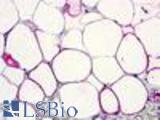 Anti-C5L2 antibody LS-A431 IHC of human adrenal, adipocytes. Immunohistochemistry of formalin-fixed, paraffin-embedded tissue after heat-induced antigen retrieval.