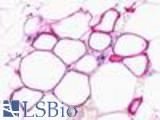 Anti-C5L2 antibody LS-A430 IHC of human adrenal, adipocytes. Immunohistochemistry of formalin-fixed, paraffin-embedded tissue after heat-induced antigen retrieval.