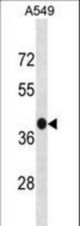 GPR77 Antibody western blot of A549 cell line lysates (35 ug/lane). The GPR77 antibody detected the GPR77 protein (arrow).