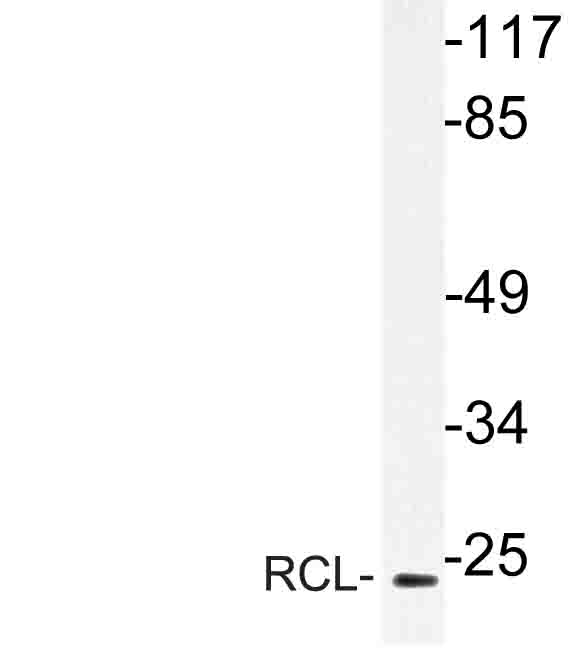 Western blot of RCL (I42) pAb in extracts from Jurkat cells.