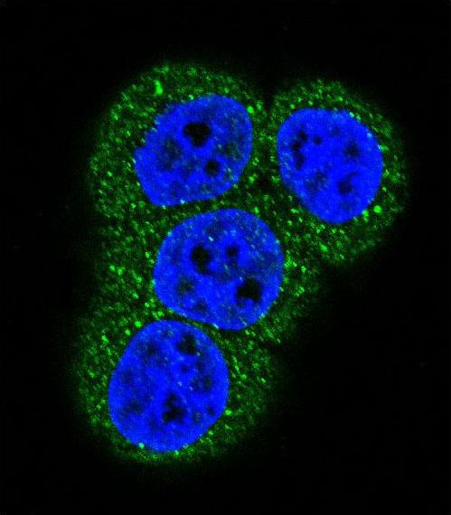 Confocal immunofluorescent of Actin (ACTB/ACTC) Antibody with HeLa cell followed by Alexa Fluor 488-conjugated goat anti-rabbit lgG (green). DAPI was used to stain the cell nuclear (blue).