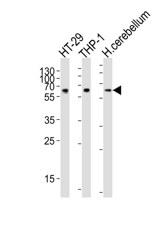 Western blot of lysates from HT-29, THP-1 cell line, human cerebellum tissue lysate (from left to right), using CF150 Antibody. Antibody was diluted at 1:1000 at each lane. A goat anti-rabbit IgG H&L (HRP) at 1:10000 dilution was used as the secondary antibody. Lysates at 20ug per lane.