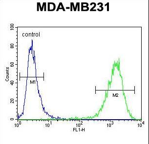 CF150 Antibody flow cytometry of MDA-MB231 cells (right histogram) compared to a negative control cell (left histogram). FITC-conjugated goat-anti-rabbit secondary antibodies were used for the analysis.