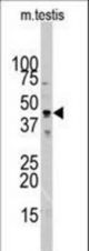 Western blot of ACTB/ACTC Antibody in mouse testis tissue lysates (35 ug/lane). Target protein (arrow) was detected using the purified antibody.