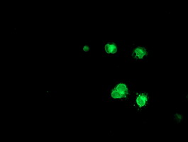 Anti-C6orf64 mouse monoclonal antibody immunofluorescent staining of COS7 cells transiently transfected by pCMV6-ENTRY C6orf64.