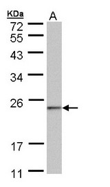 Sample (30 ug of whole cell lysate). A:293T. 12% SDS PAGE. C6orf66 antibody diluted at 1:1000