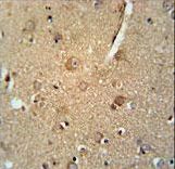 C7orf28A Antibody immunohistochemistry of formalin-fixed and paraffin-embedded human brain tissue followed by peroxidase-conjugated secondary antibody and DAB staining.