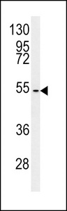 C7orf28A Antibody western blot of MCF-7 cell line lysates (35 ug/lane). The C7orf28A antibody detected the C7orf28A protein (arrow).