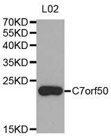 Western blot analysis of extracts of L02 cell line, using C7orf50 antibody.