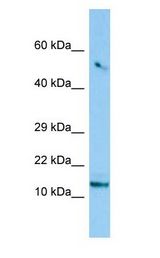 C8orf4 antibody Western Blot of 293T.