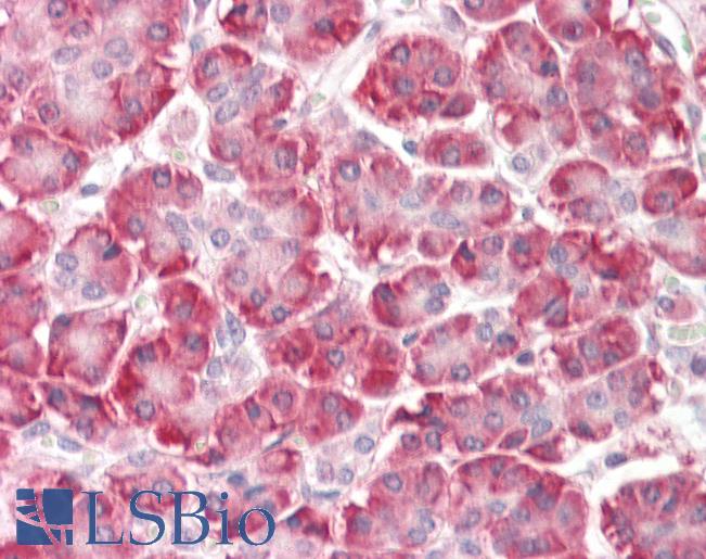 Anti-C9orf116 antibody IHC staining of human pancreas. Immunohistochemistry of formalin-fixed, paraffin-embedded tissue after heat-induced antigen retrieval.
