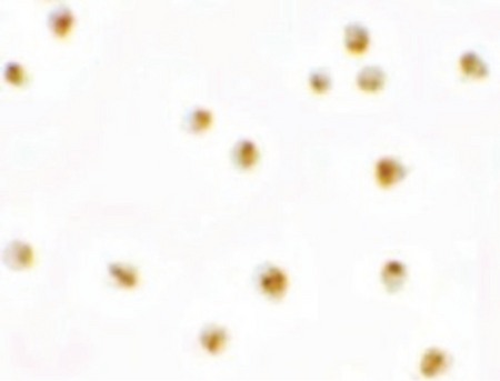 Immunocytochemistry of PIERCE1 in A20 cells with PIERCE1 antibody at 2.5 ug/ml.