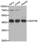 Western blot analysis of extracts of various cell lines, using C9orf156 antibody.