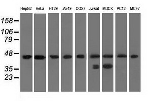 Western blot of extracts (35 ug) from 9 different cell lines by using anti-C9orf41 monoclonal antibody.