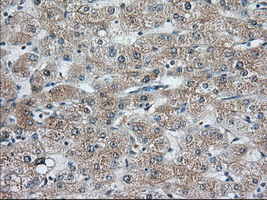 IHC of paraffin-embedded Human liver tissue using anti-C9orf41 mouse monoclonal antibody. (Dilution 1:50).