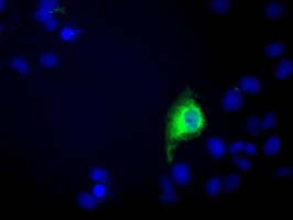 Anti-C9orf41 mouse monoclonal antibody immunofluorescent staining of COS7 cells transiently transfected by pCMV6-ENTRY C9orf41.