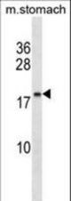 C9orf7 Antibody western blot of mouse stomach tissue lysates (35 ug/lane). The C9orf7 antibody detected the C9orf7 protein (arrow).