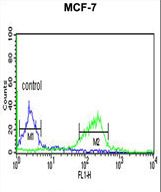 CI091 Antibody flow cytometry of MCF-7 cells (right histogram) compared to a negative control cell (left histogram). FITC-conjugated goat-anti-rabbit secondary antibodies were used for the analysis.