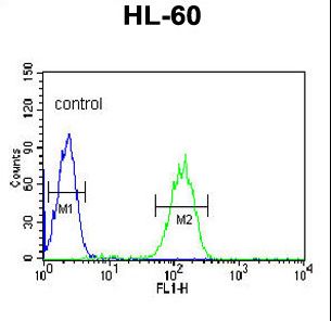 CA5B Antibody flow cytometry of HL-60 cells (right histogram) compared to a negative control cell (left histogram). FITC-conjugated goat-anti-rabbit secondary antibodies were used for the analysis.