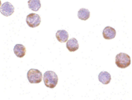 Immunocytochemistry of Actin in HeLa cells with Actin antibody at 1 ug/ml.