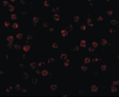 Immunofluorescence of Beta-actin in HeLa cells with Beta-actin antibody at 2 ug/ml.
