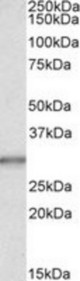 Staining (0.03 ug/ml) of Human Liver lysate (35 ug protein in RIPA buffer). Primary incubation was 1 hour. Detected by chemiluminescence.