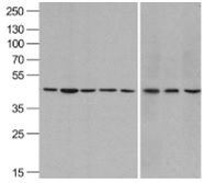 Western blot analysis of beta-actin in A431, Daudi, HepG2, HL60, Jurkat, Human brain, Mouse lung, and Chicken liver lysate with beta-actin antibody at 1ug/ml.