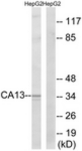 Western blot of extracts from HepG2 cells, using CA13 Antibody. The lane on the right is treated with the synthesized peptide.