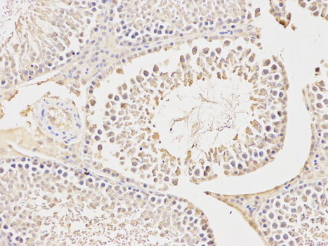 Immunohistochemistry of paraffin-embedded rat testis using CA3 antibody at dilution of 1:200 (200x lens).
