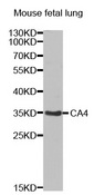 Western blot analysis of extracts of mouse fetal lung tissue lysate, using CA4 antibody.