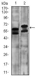 Western blot using CA9 mouse monoclonal antibody against A431 (1) and SW620 (2) cell lysate.