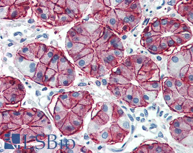 Anti-CA9 / Carbonic Anhydrase IX antibody IHC of human stomach. Immunohistochemistry of formalin-fixed, paraffin-embedded tissue after heat-induced antigen retrieval. Antibody LS-B273 concentration 0.625 ug/ml.