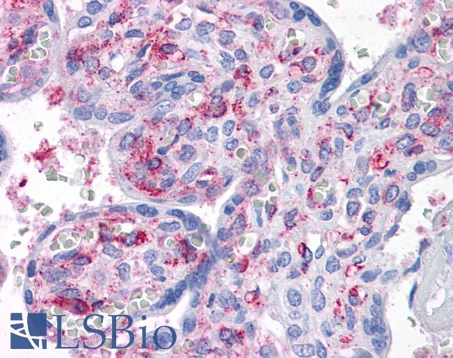 Anti-CAB39L antibody IHC of human placenta. Immunohistochemistry of formalin-fixed, paraffin-embedded tissue after heat-induced antigen retrieval. Antibody LS-B4538 concentration 10 ug/ml.