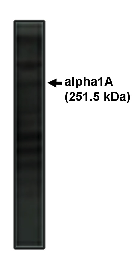 Western blot analysis 1A antibody on rat brain lysate.
