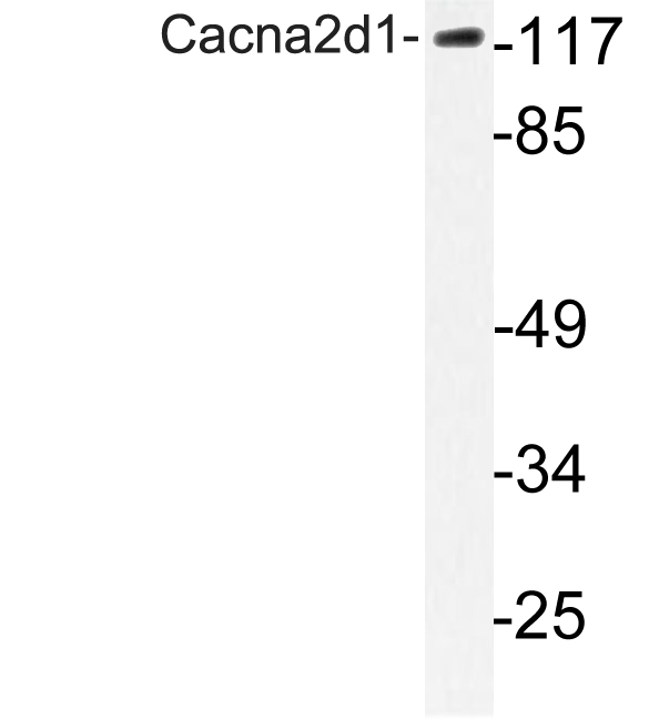 Western blot of Cacna2d1 (E139) pAb in extracts from 3T3 cells.
