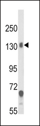 Western blot of CACNA2D1 Antibody in mouse brain tissue lysates (35 ug/lane). CACNA2D1 (arrow) was detected using the purified antibody.
