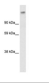 Fetal Muscle Lysate