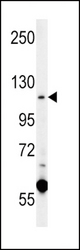 CACNA2D4 Antibody western blot of K562 cell line lysates (15 ug/lane). The CACNA2D4 antibody detected the CACNA2D4 protein (arrow).