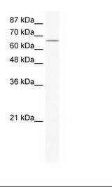 HepG2 Cell Lysate