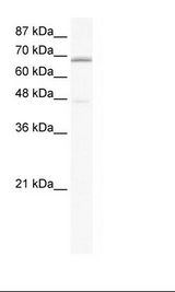 HepG2 Cell Lysate