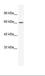 Raji Cell Lysate