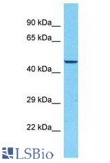 CACNB3 / Cavbeta3 antibody Western Blot of HeLa. Antibody dilution: 1 ug/ml.