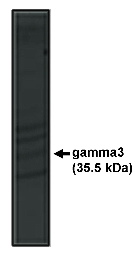 Western blot of gamma3 antibody on rat brain lysate