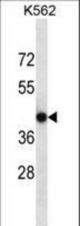 CACNG4 Antibody western blot of K562 cell line lysates (35 ug/lane). The CACNG4 antibody detected the CACNG4 protein (arrow).